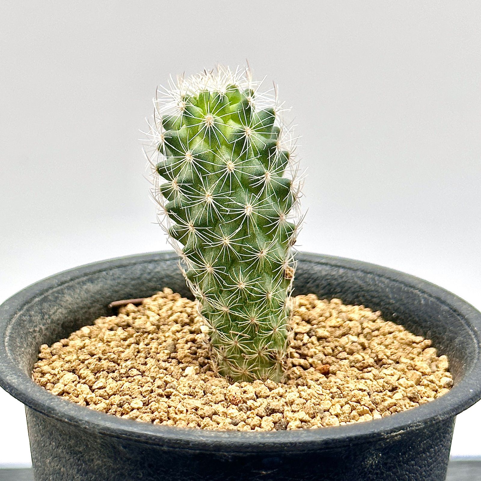 ツルビニカルプス ネリサエ（サウエリ亜種ネリサエ） 実生 2.5号