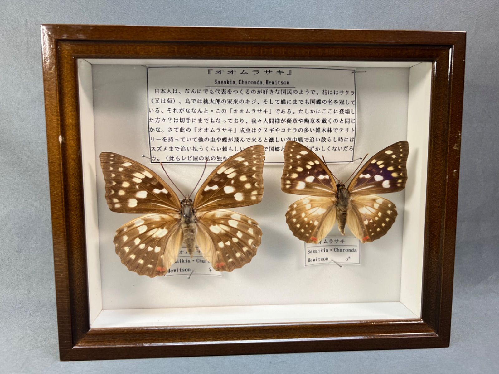 オオムラサキ 雄 × 雌 セット 標本箱付き オオムラサキ 蝶 標本 - メルカリ