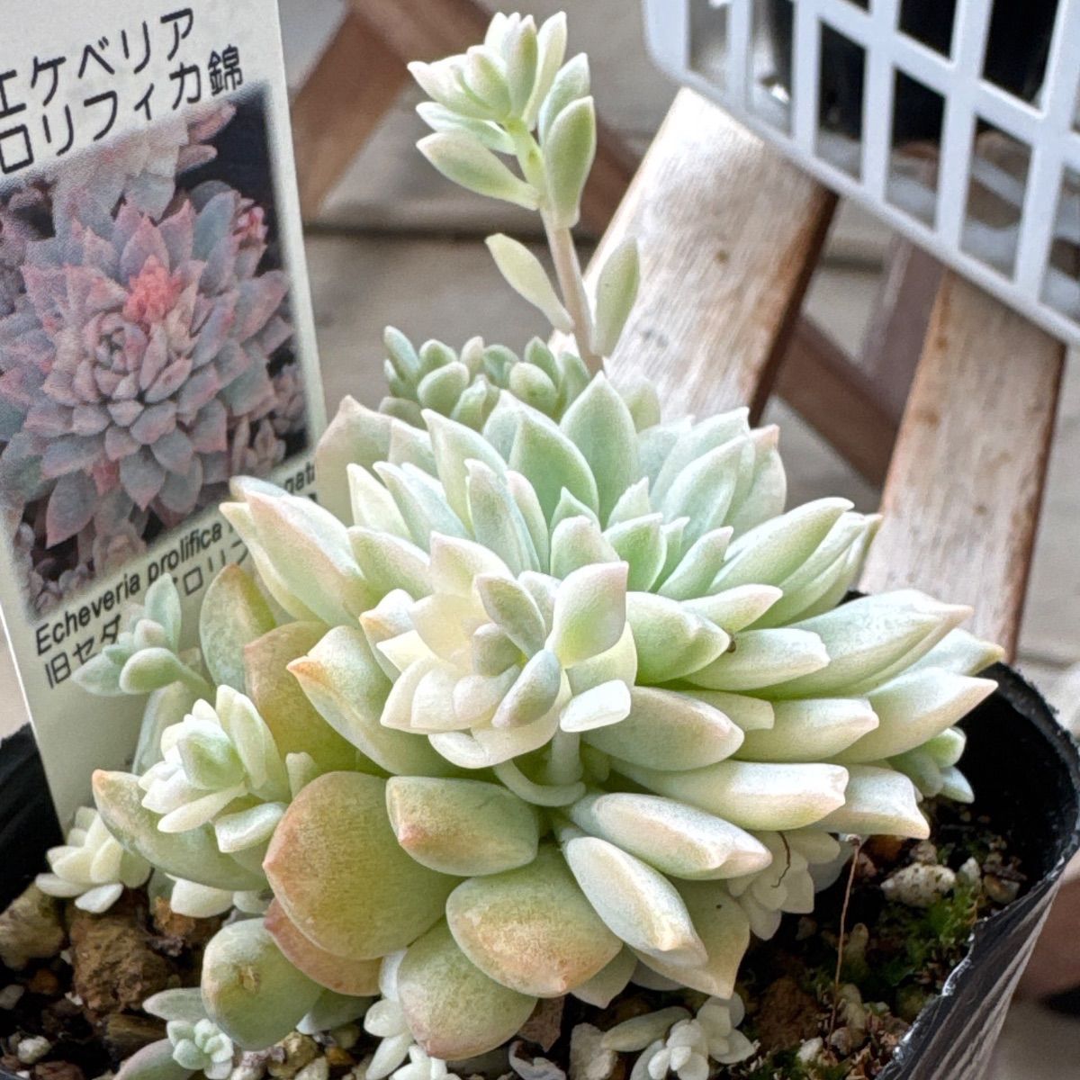プロリフィカ錦❣️札付き❗️多肉植物 抜き苗 - メルカリ