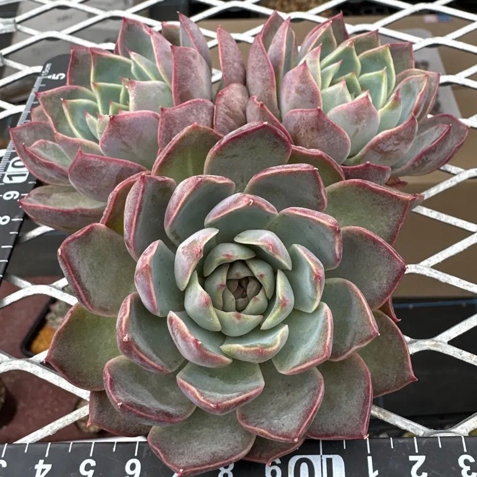 ディオール 1苗 エケベリア 発根済 多肉植物 - メルカリ