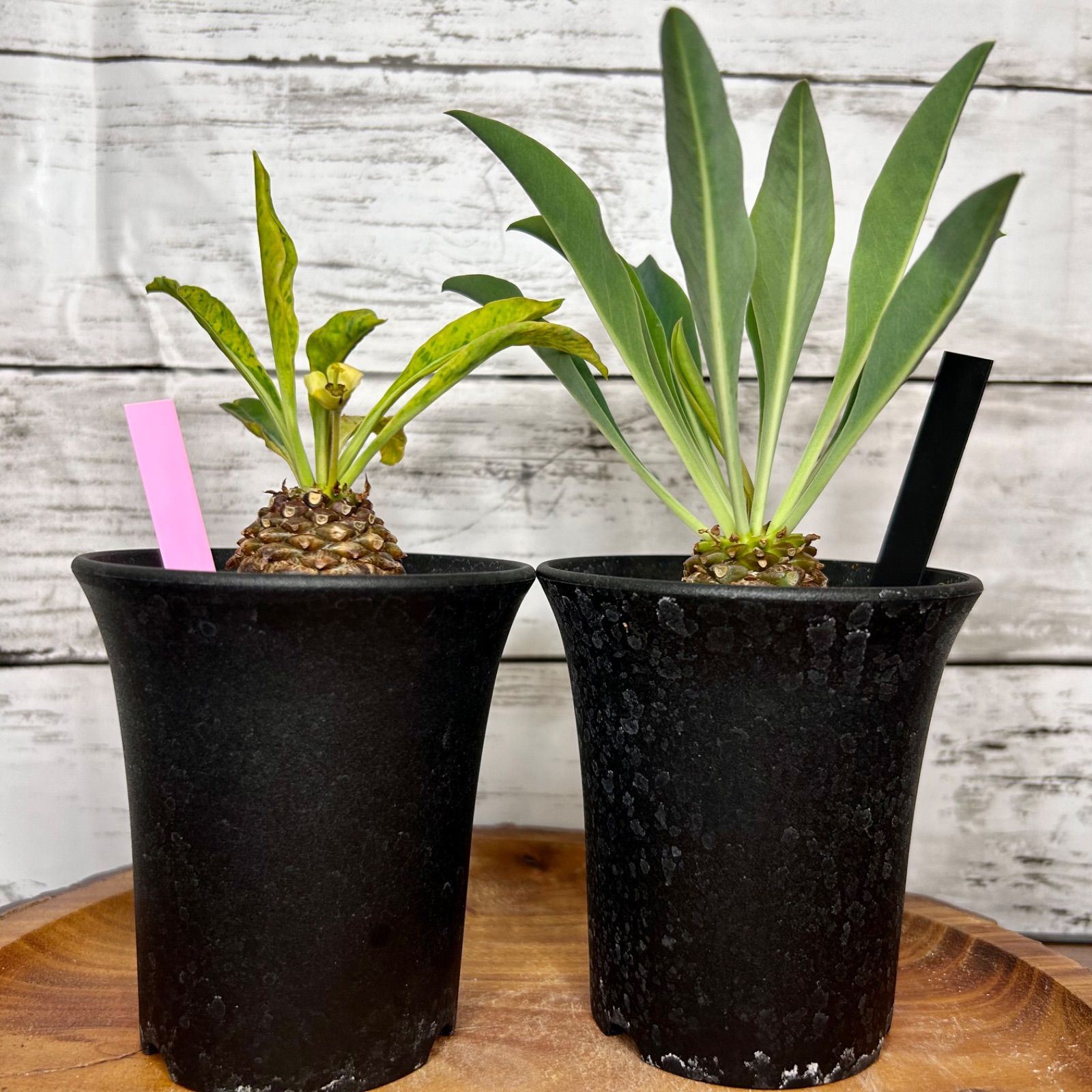 鉄甲丸 雄雌ペア ユーフォルビア ブプレウリフォリア 多肉植物
