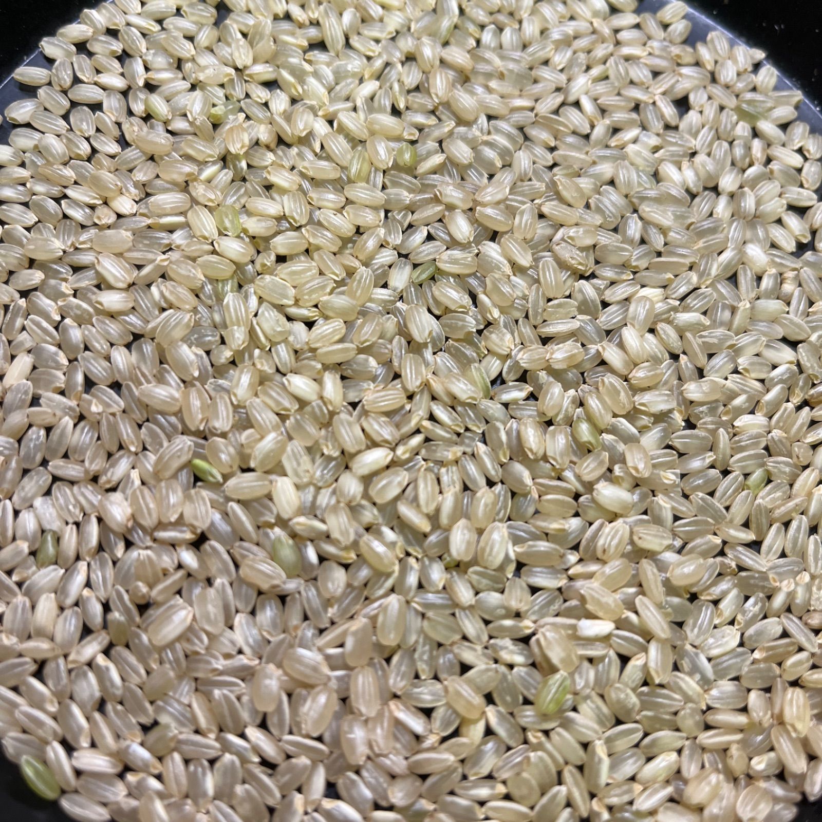 岡山県産朝日米 玄米 10kg 令和7年産＊送料無料 - メルカリ