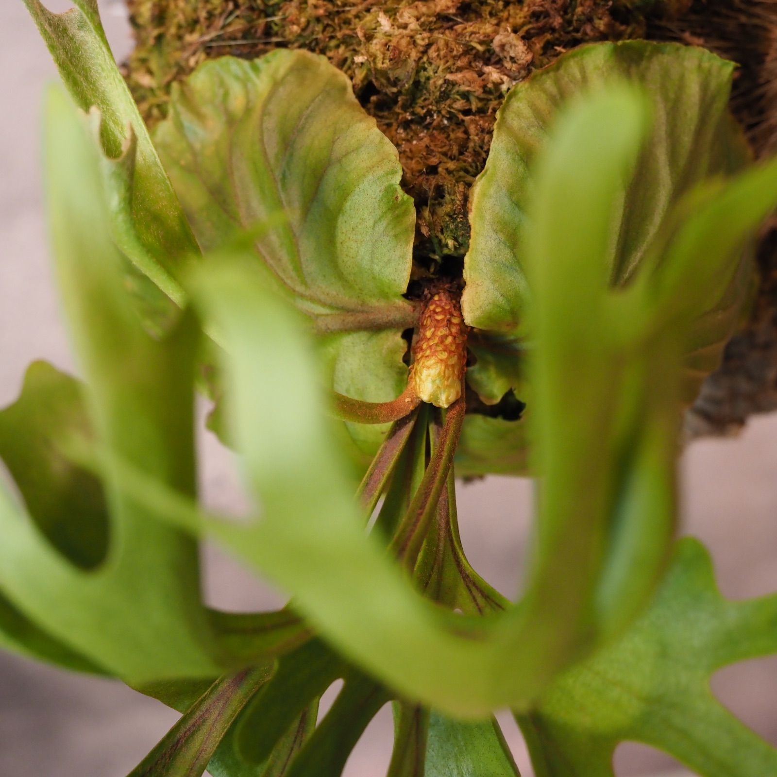 リドレイ　コルク付　輸入株 ビカクシダ リドレイ コルクチューブ着生 Platycerium Ridleyi