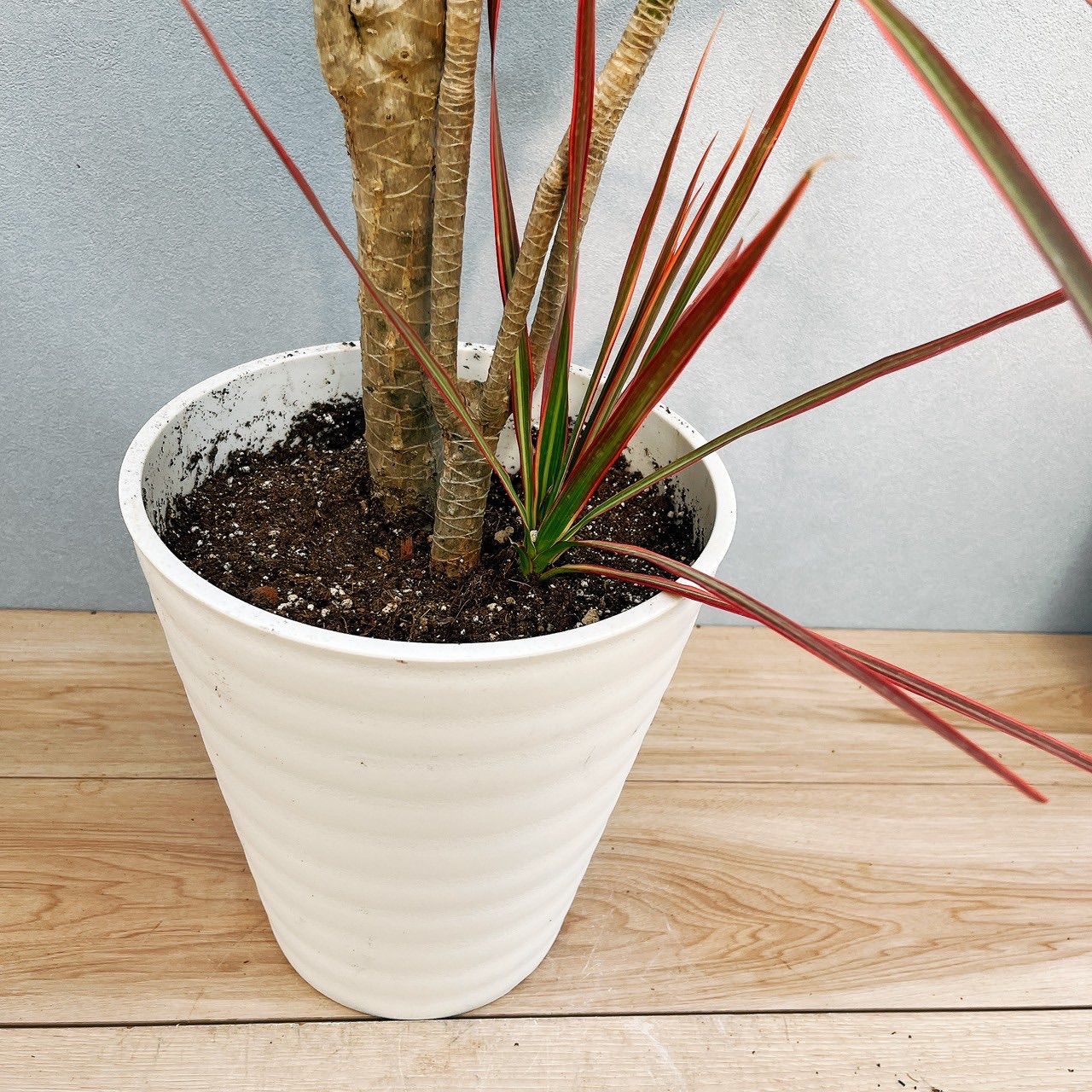 現品］85番ドラセナコンシンネレインボー観葉植物室内大型8号