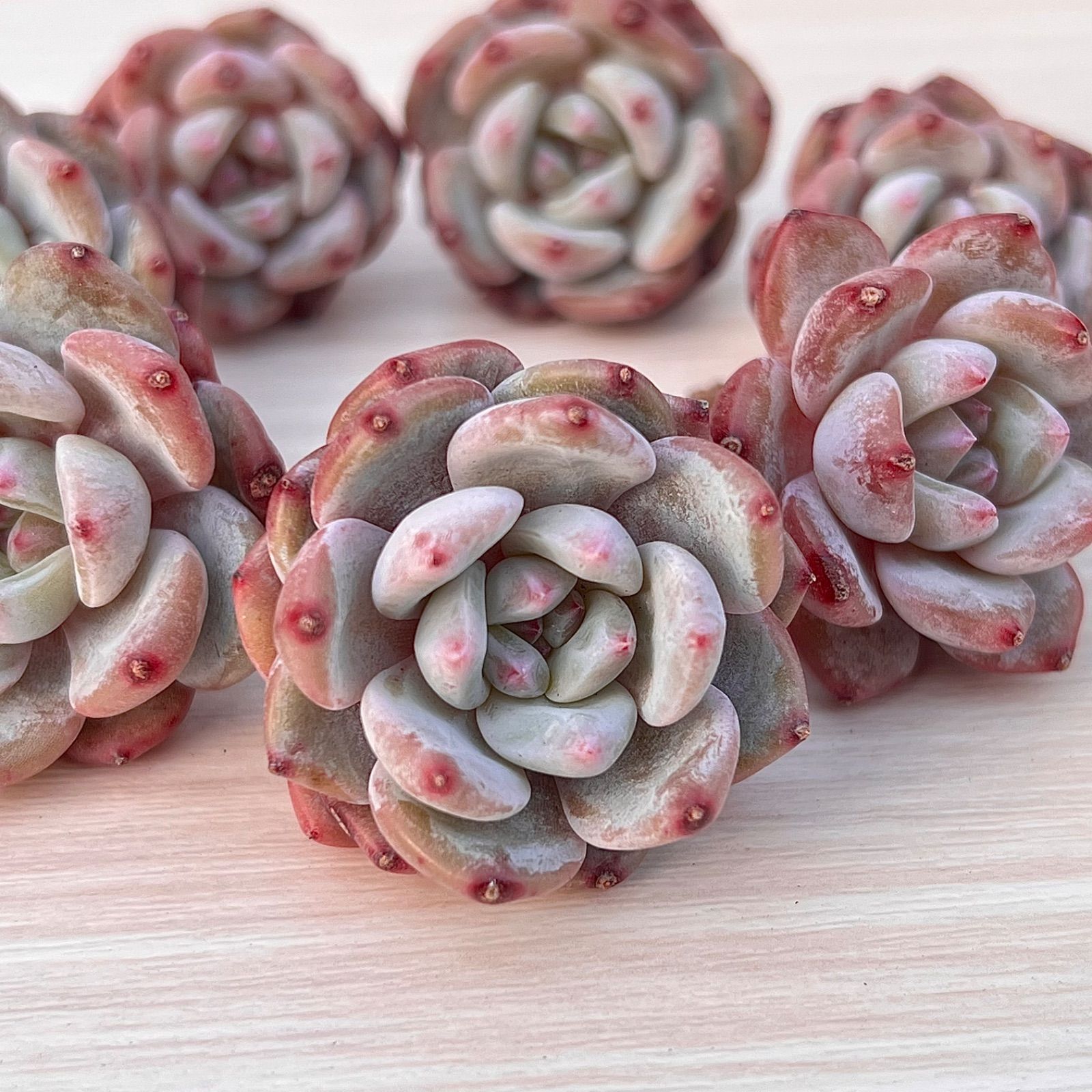 ✨レア✨多肉植物 ジェイドモンロー 韓国苗 - メルカリ