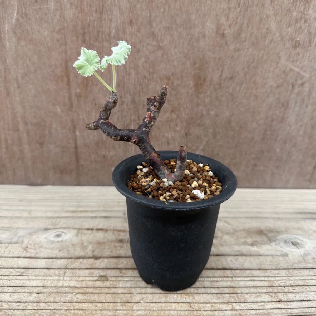 ペラルゴニウム ミラビレ③ Pelargonium mirabile 現品 観葉植物 観葉