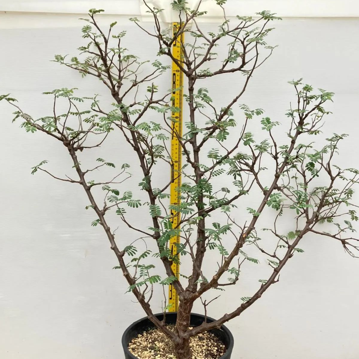 5655 「実生」センナ メリディオナリスXL 植え【種から発芽・発根・Senna meridionalis・葉落ちします】 - メルカリ