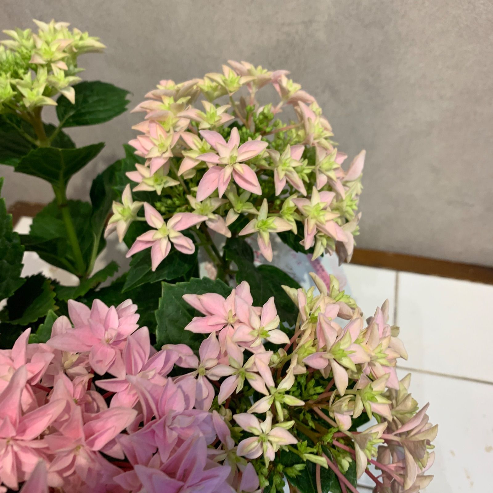 アジサイ❤️ 紫陽花 ダブルダッチエダム 4号鉢 - メルカリ