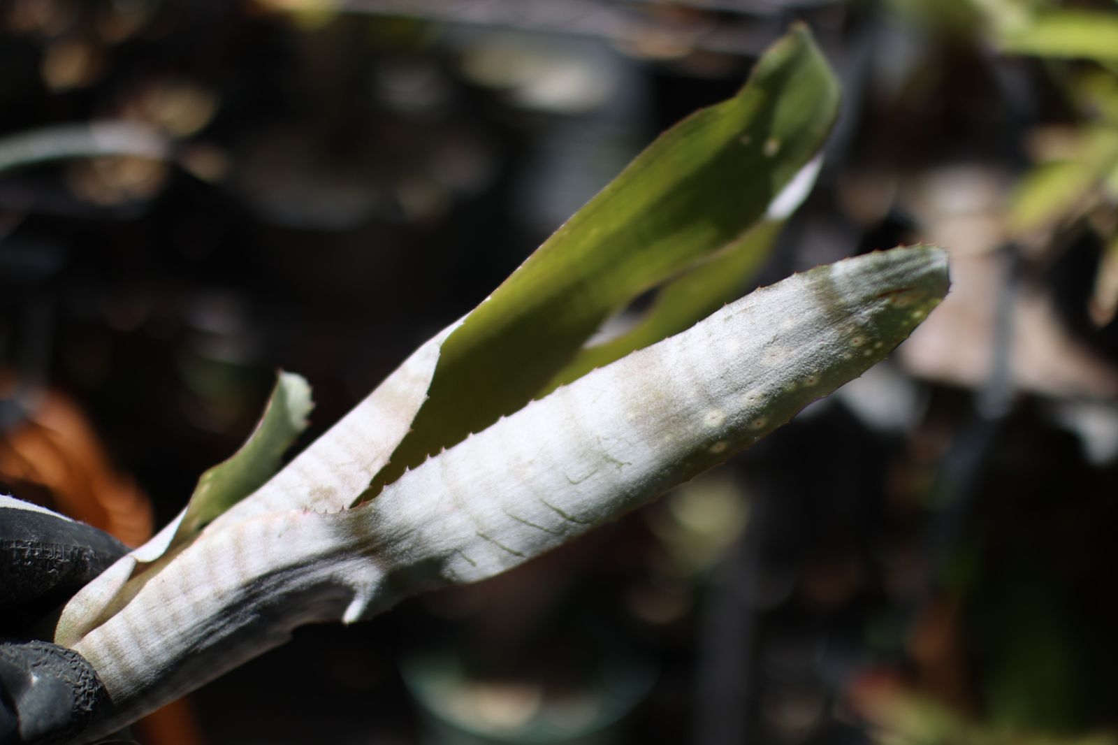 全自動缶ウォーマー HW―36 中古品 缶ウォーマー CANウォーマー 保温 全