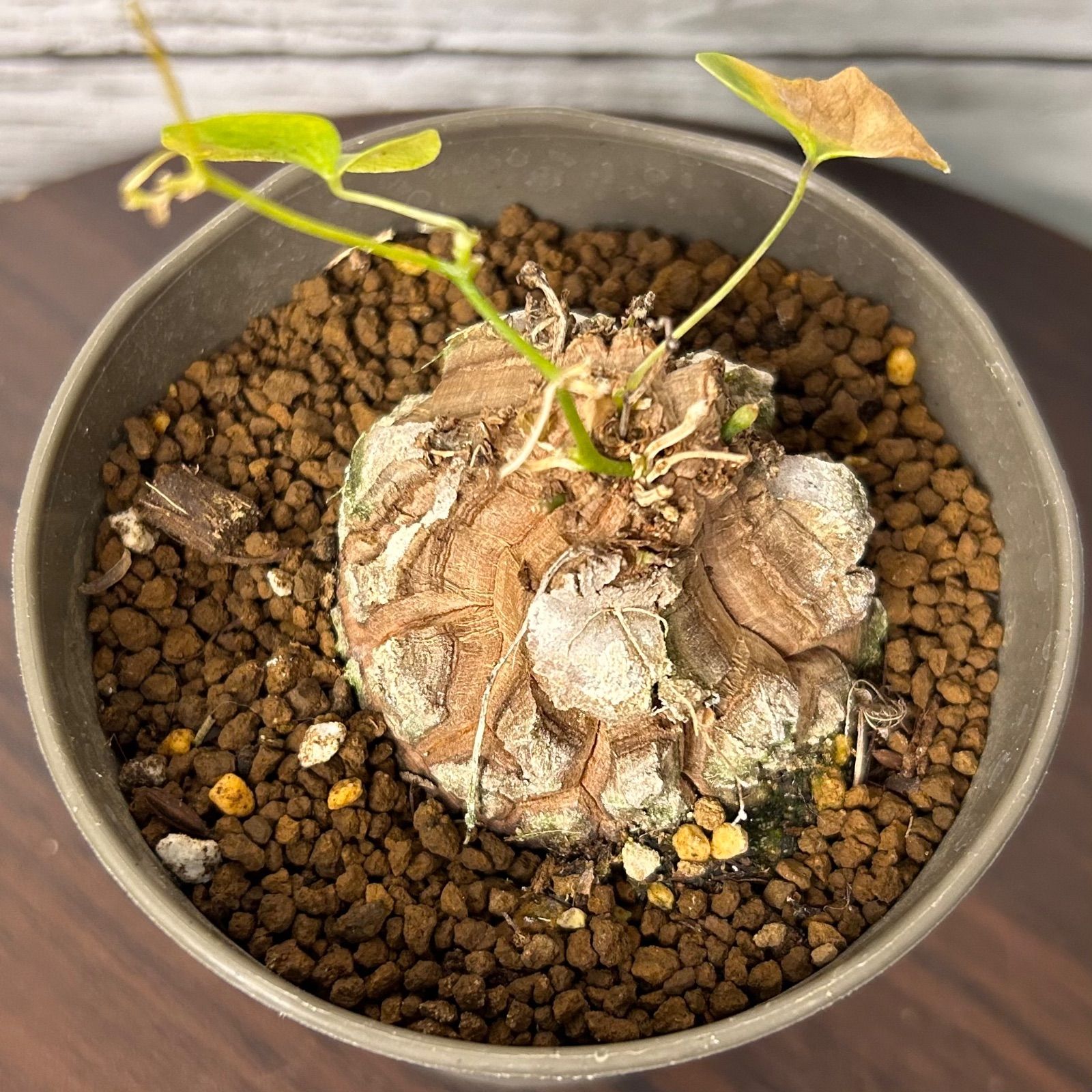 亀甲竜 バキボコ割れ 美株 ディオスコレア 塊根植物 きっこうりゅう 5cm超え バキボコ割れ 亀甲竜 ディオスコレア 塊根植物 k41310 - メルカリ