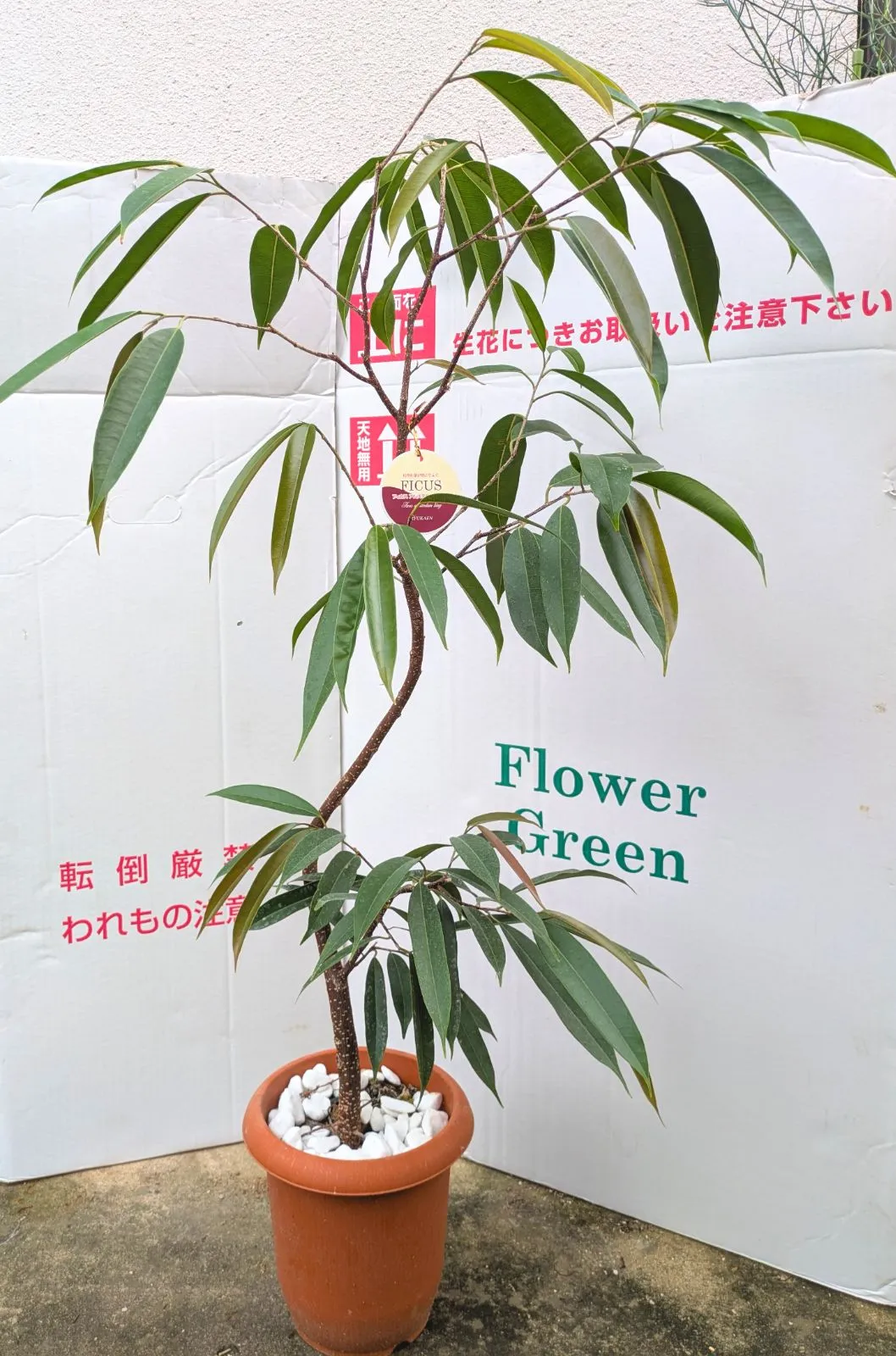 ☆ フィカス アムステルダムキング 太幹♪ 121cm♪ 太幹♪ ☆ フィカス