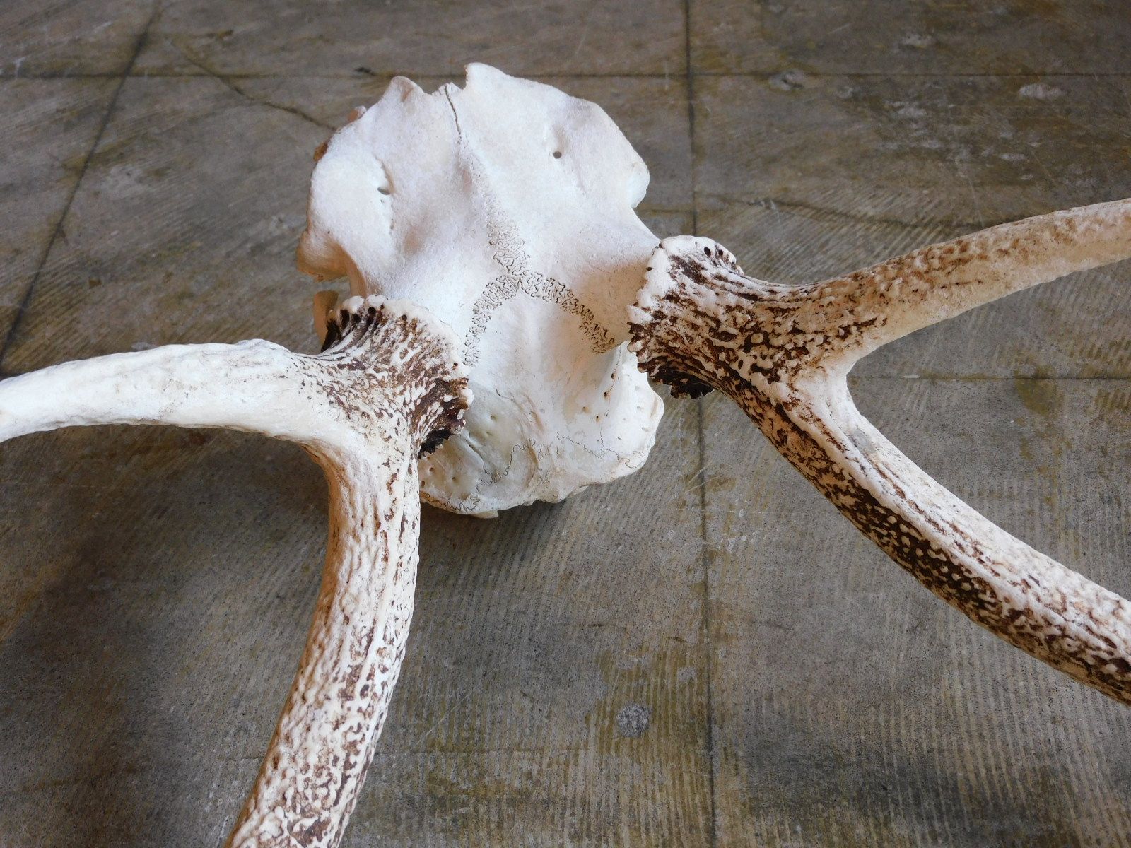 ふるい鹿角 HK-a-05285 / 古道具 アンティーク 鹿 壁掛け ハンティング