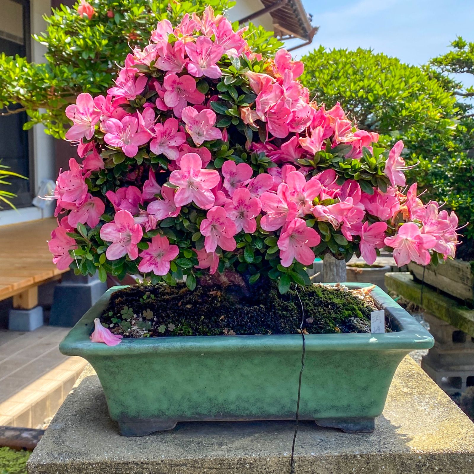 をお願い致します花巻碧、湖畔の丘、希少な画集より、新品高級額、額装付、状態良好