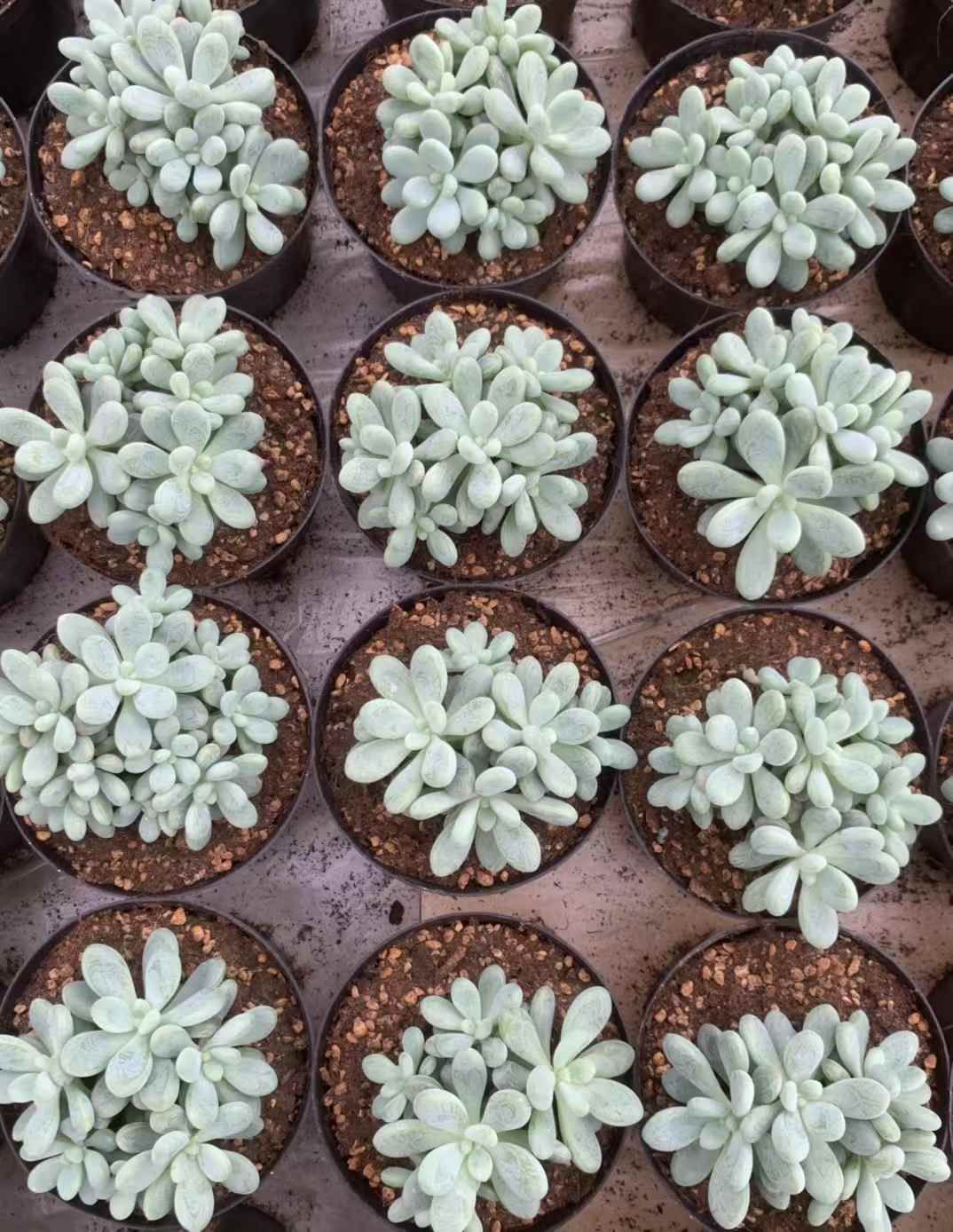 佐川急便発送 エケベリア