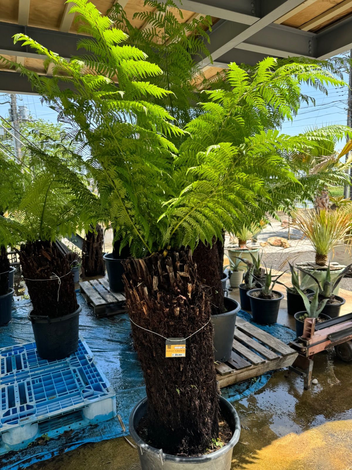 ディクソニア アンタルクティカ No.9 ディクソニア・アンタルクティカ