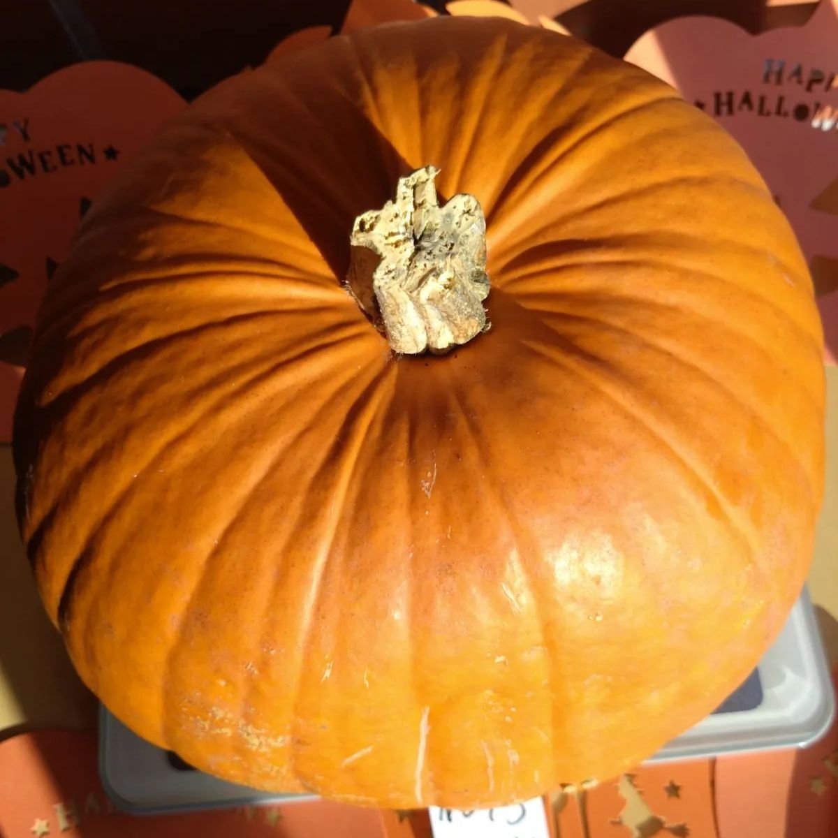 【訳あり】ハロウィンかぼちゃ　本物　直径22cm  ２個セット