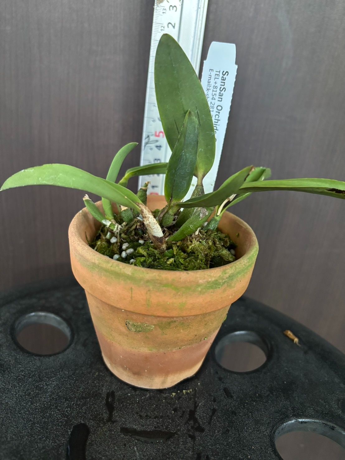 カトレア コクシネア オーレア