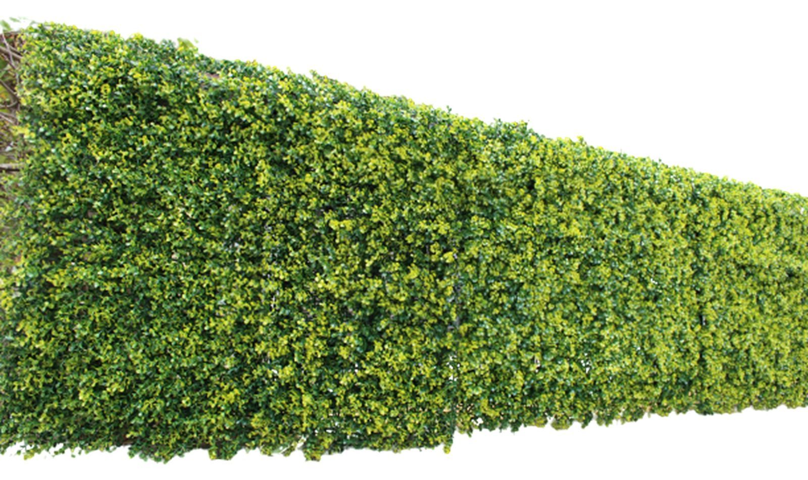 Color ボックスウッド_Style リアルリーフ 1×1m リビングアウト Living Out ボタニカルフェンス ボックスウッド風 1×1m ボックスウッド風 結束バンド12本付属 簡単設置 工具不要 目隠し プライバシー保護 水やり不要 ポリエチ