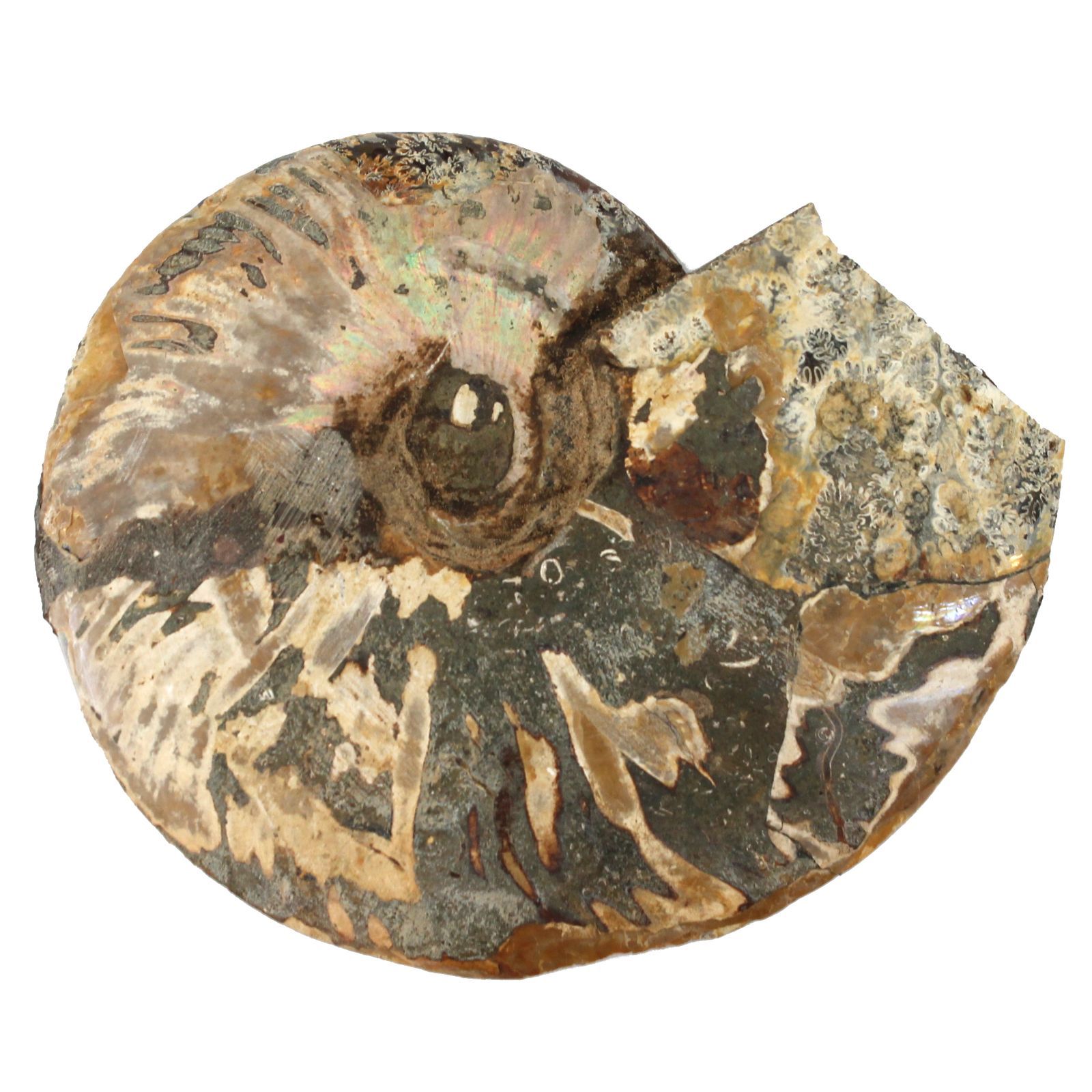 マダガスカル産 スライスアンモナイト 化石 縫合線模様 遊色あり 最大幅15cm以上 重さ約350g以上