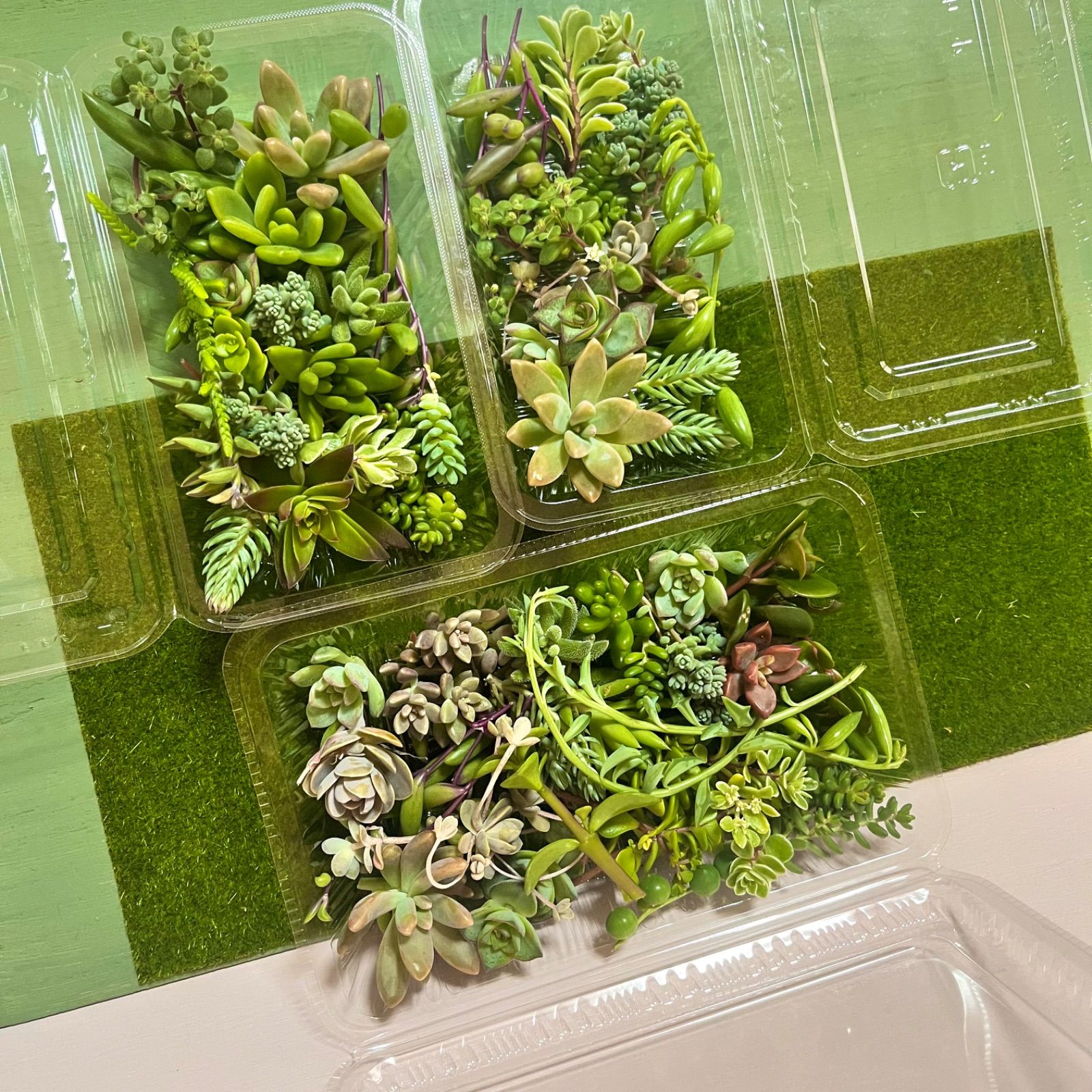 多肉植物^o^ カット苗5種セット+アーモンドネックレスetc. 多肉植物^o^ カット苗5種セット+アーモンドネックレスetc.