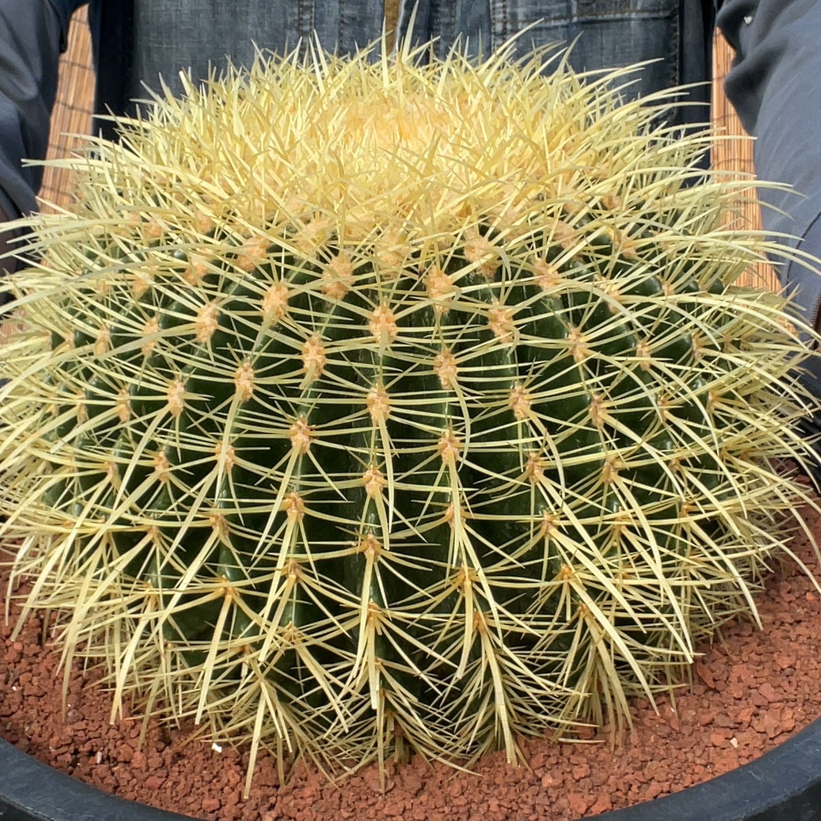 S¨̮E♡︎SHOP　金鯱 12号 サボテン 農場直送！］キンシャチ 金シャチ 金鯱 サボテン 12号鉢 樹齢約