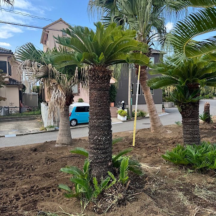 ②大型ソテツ 植木 庭園観賞用 ガーデニング 常緑樹 ②大型ソテツ 植木 庭園観賞用 ガーデニング 常緑樹 ②大型ソテツ 植木