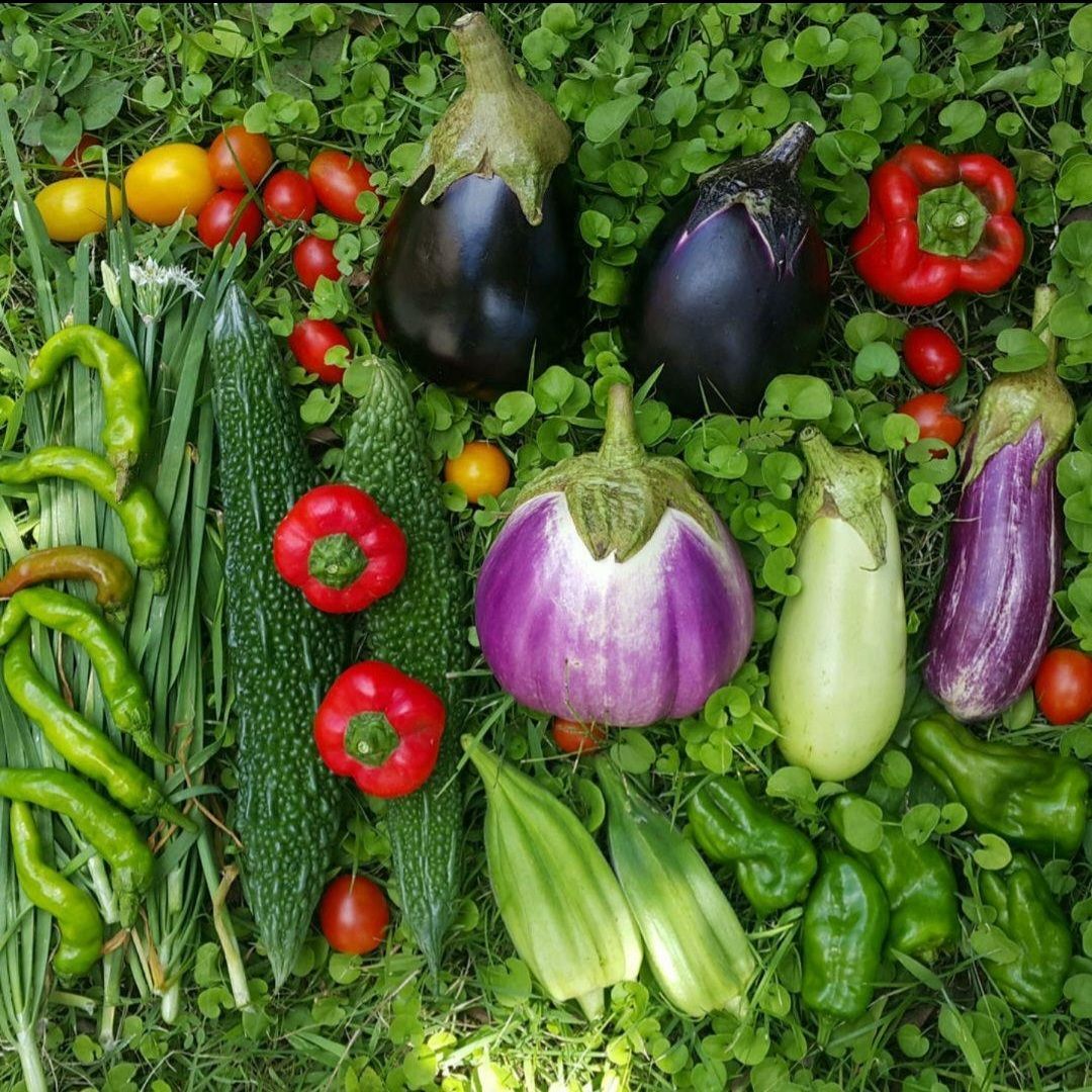 カリボスキャベツの種(固定種・Kalibos cabbage) - メルカリ