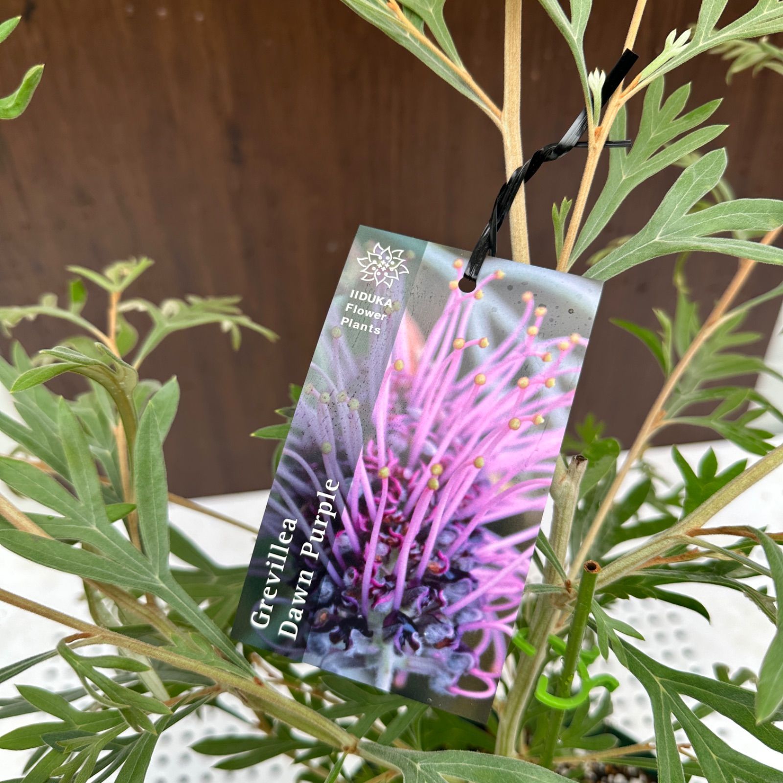 ドーンパープル 7号