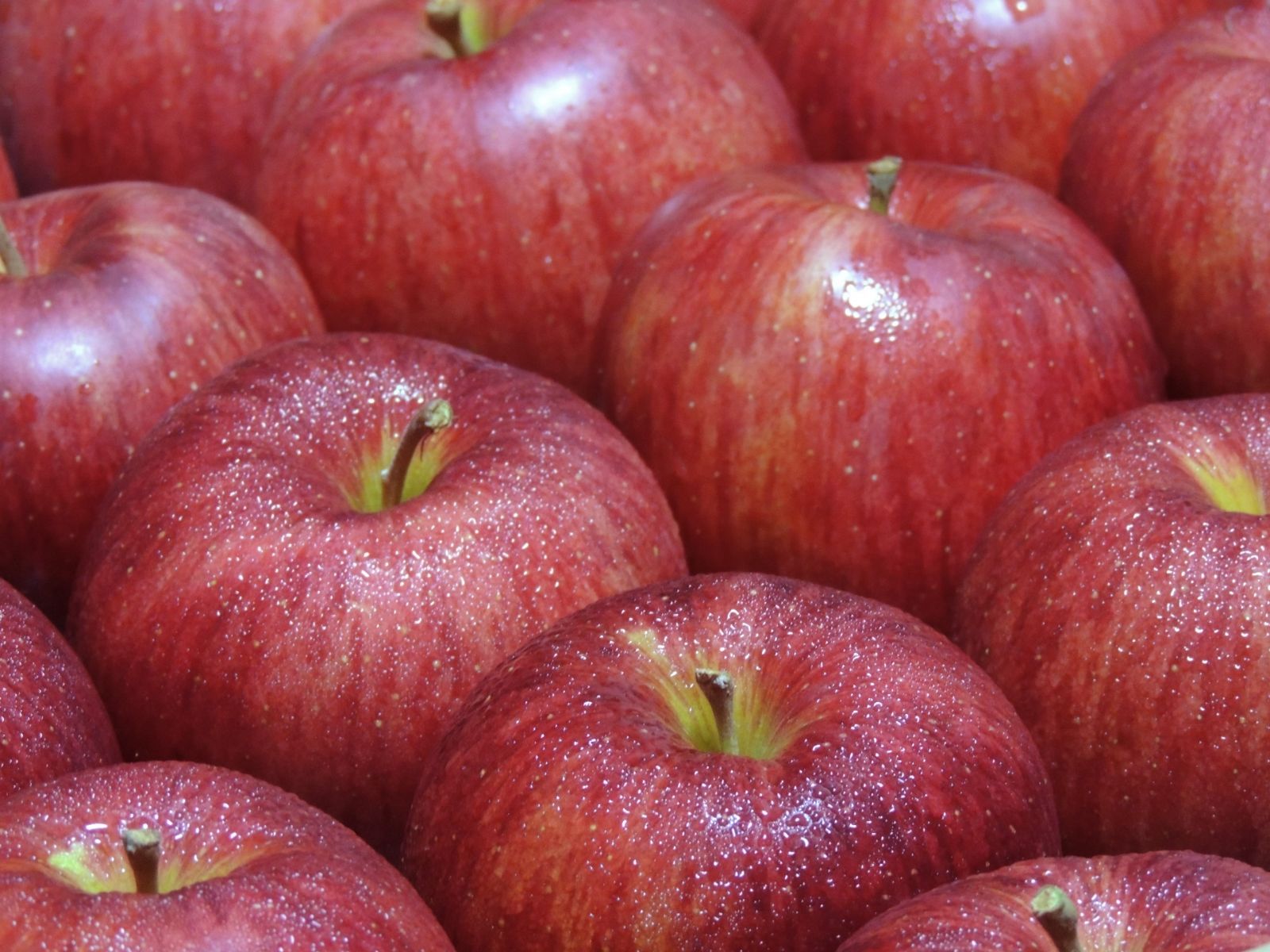 10月中旬発送 甘く やわらか 信州産シナノスイート １０kg ３０～４８玉