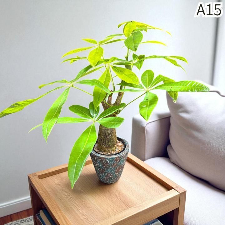 パキラムーンライトA15・複数接ぎ木・枝分岐パラソル仕立て