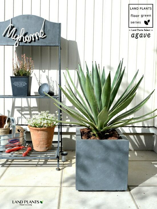 ハクセンコウ　斑入り Amazon｜現品！大型 アガベ 白閃光 ハクセンコウ アングスティフォリア