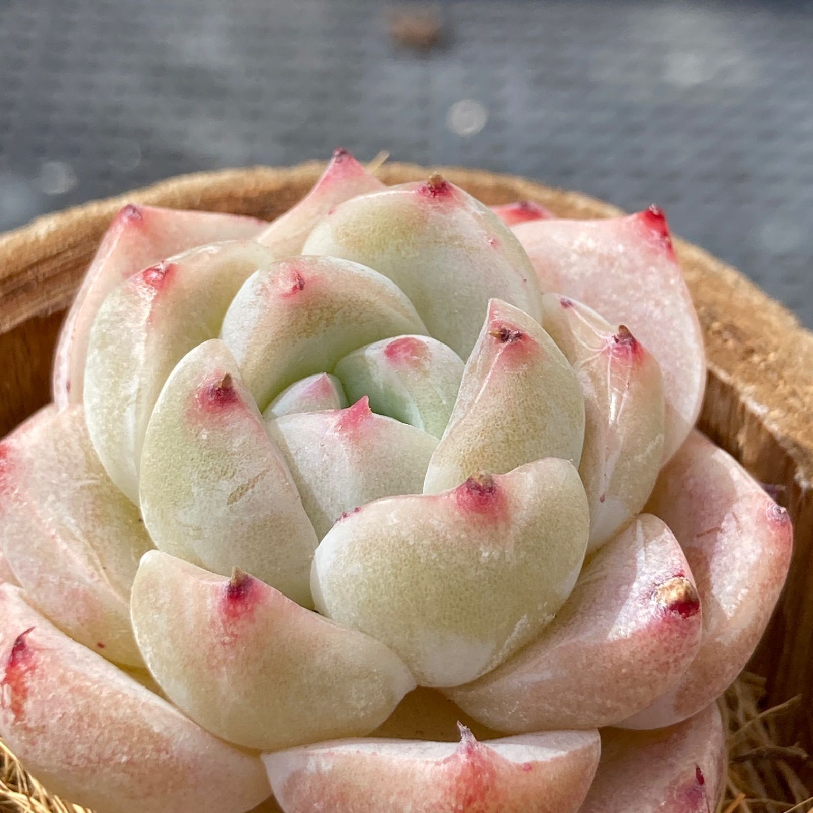 新入荷・送料込】エケベリア 韓国苗 ホワイトラック 多肉植物 新入荷・送料込】エケベリア 韓国苗 ホワイトラック 多肉植物