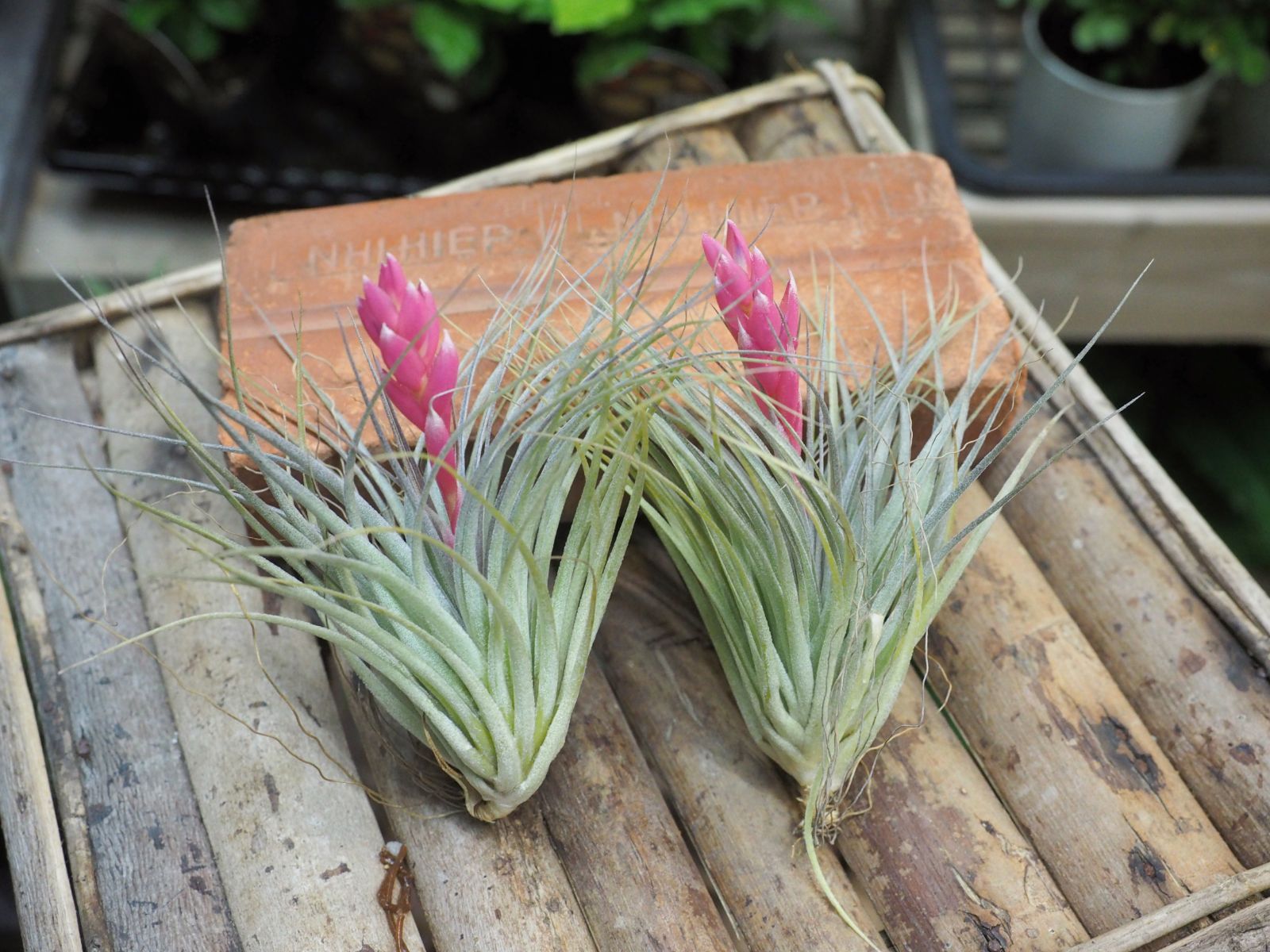 チランジア コットンキャンディー2個セット エアプランツ