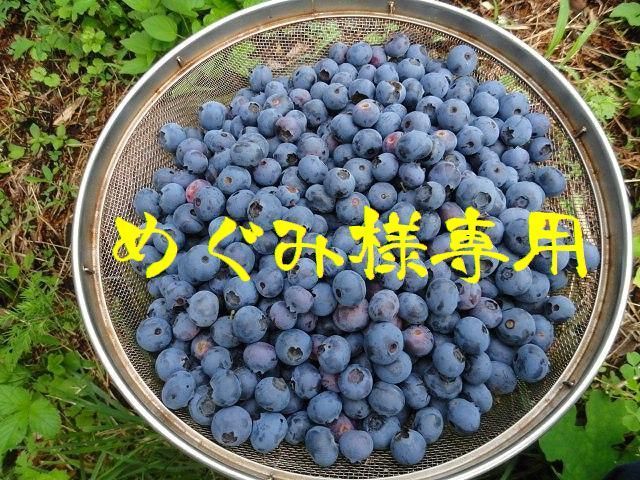 ブルーベリー様 専用 （生食専用ブルーベリー 「ブルーマリヤ
