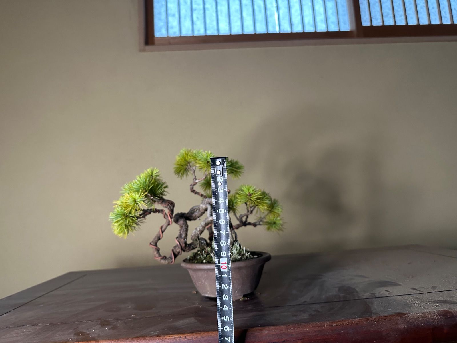 盆栽 五葉松 半懸崖 五葉松 (石槌五葉松) [半懸崖] 小品盆栽 五葉松(石