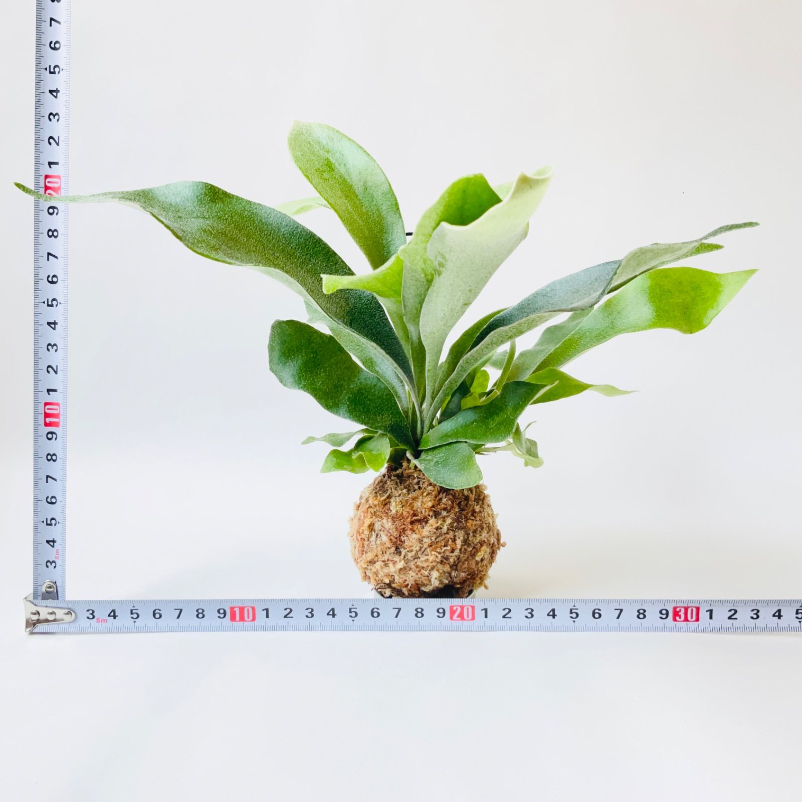 ビカクシダ・ビーチー 苔玉仕立て ※メルカリ便発送 【大株、一点物