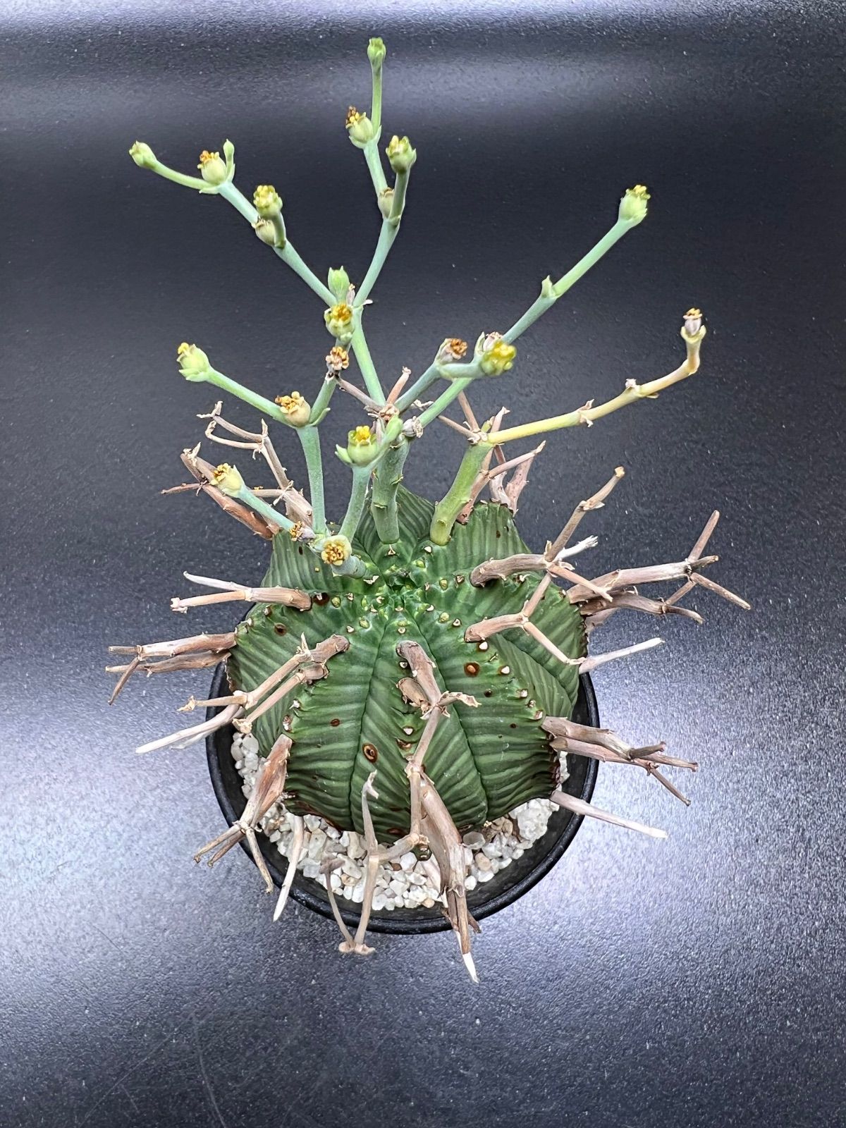 【美株】ユーフォルビア スーパーバリダ 雌株 国内実生株 塊根植物 サボテン 美株】ユーフォルビア スーパーバリダ 雌株 国内実生株 塊根植物