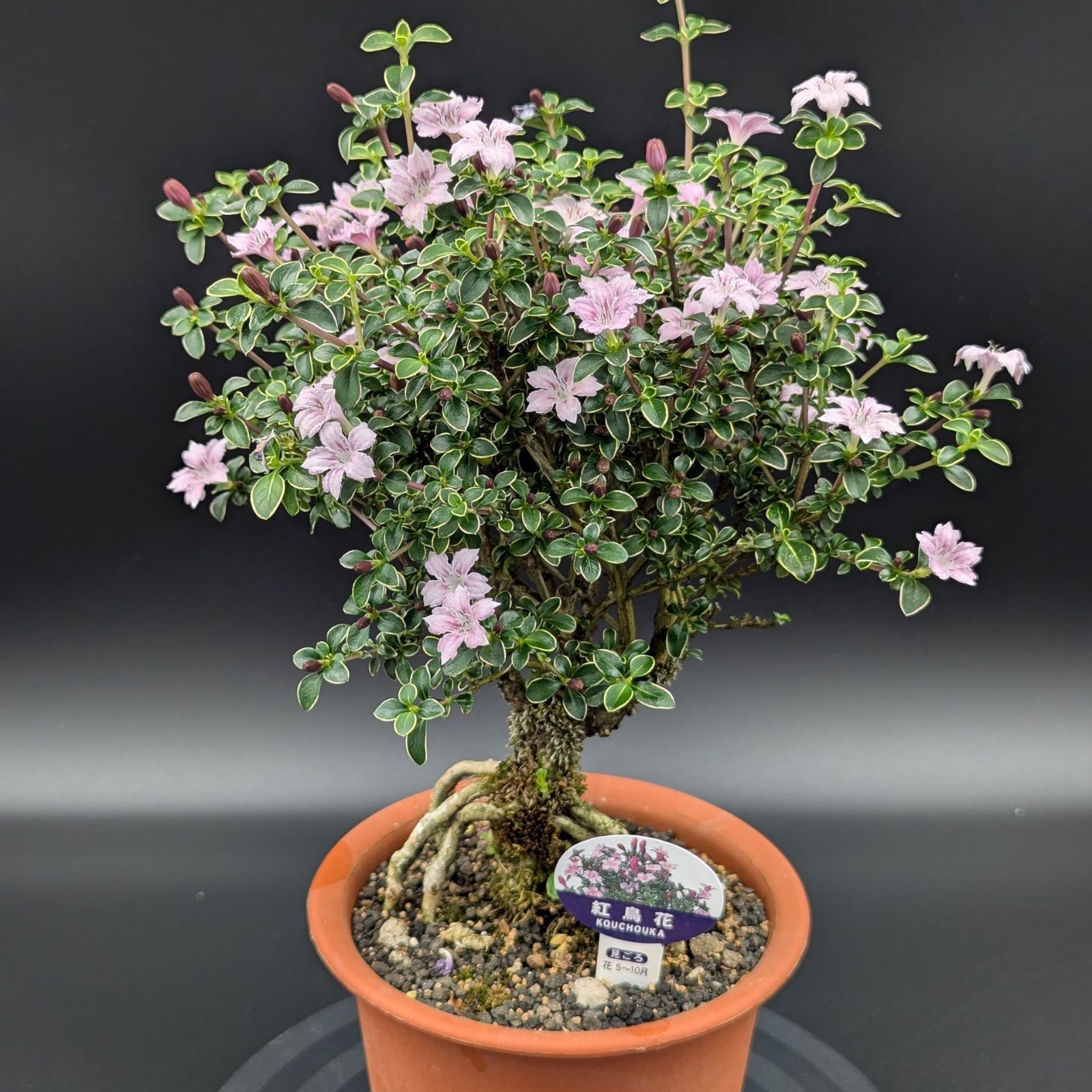 紅鳥花 値上り仕立て ミニ盆栽 - メルカリ