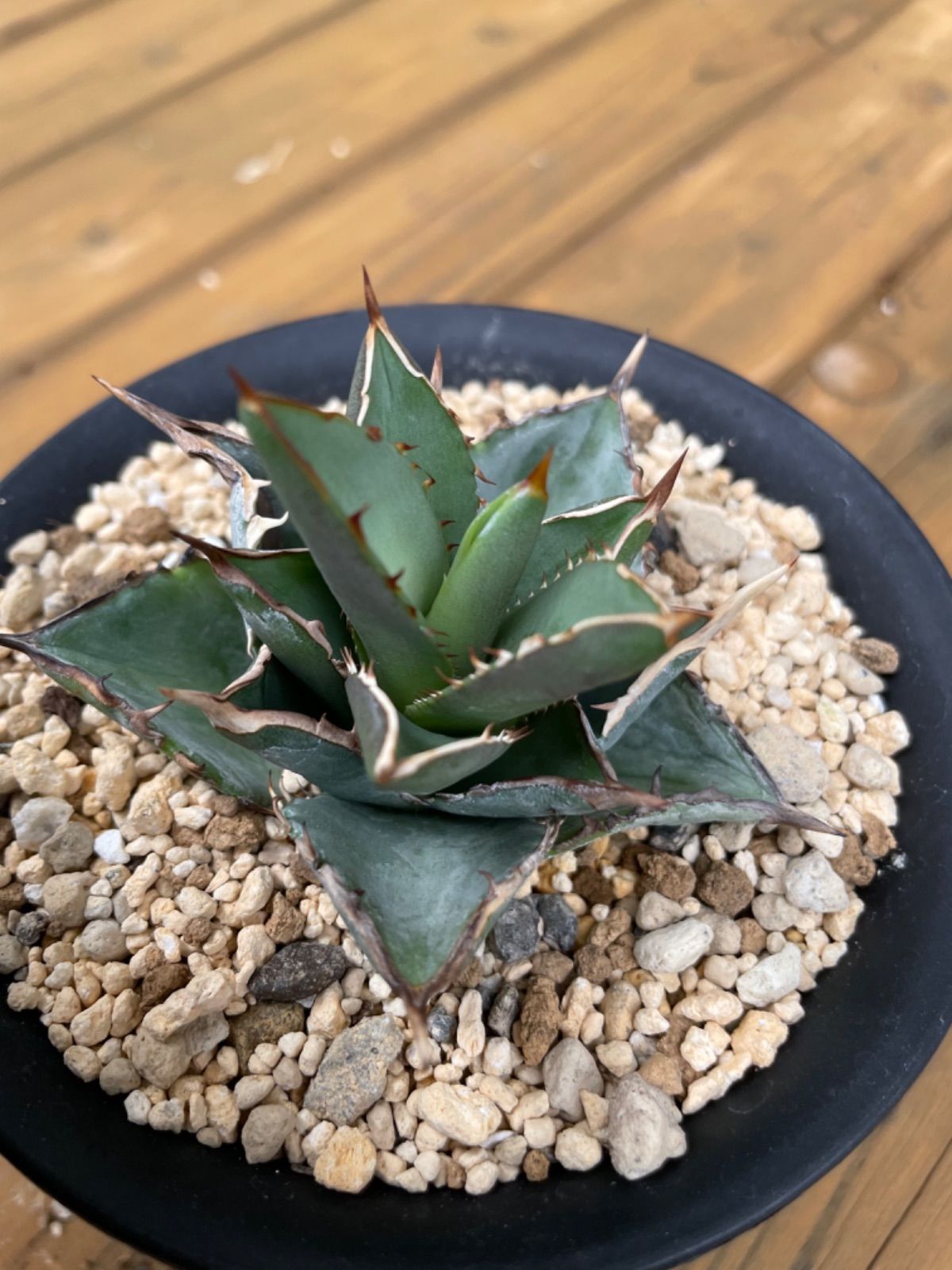 21 小島白刺 多肉植物アガベ狂刺優良株‼️台湾からの輸入