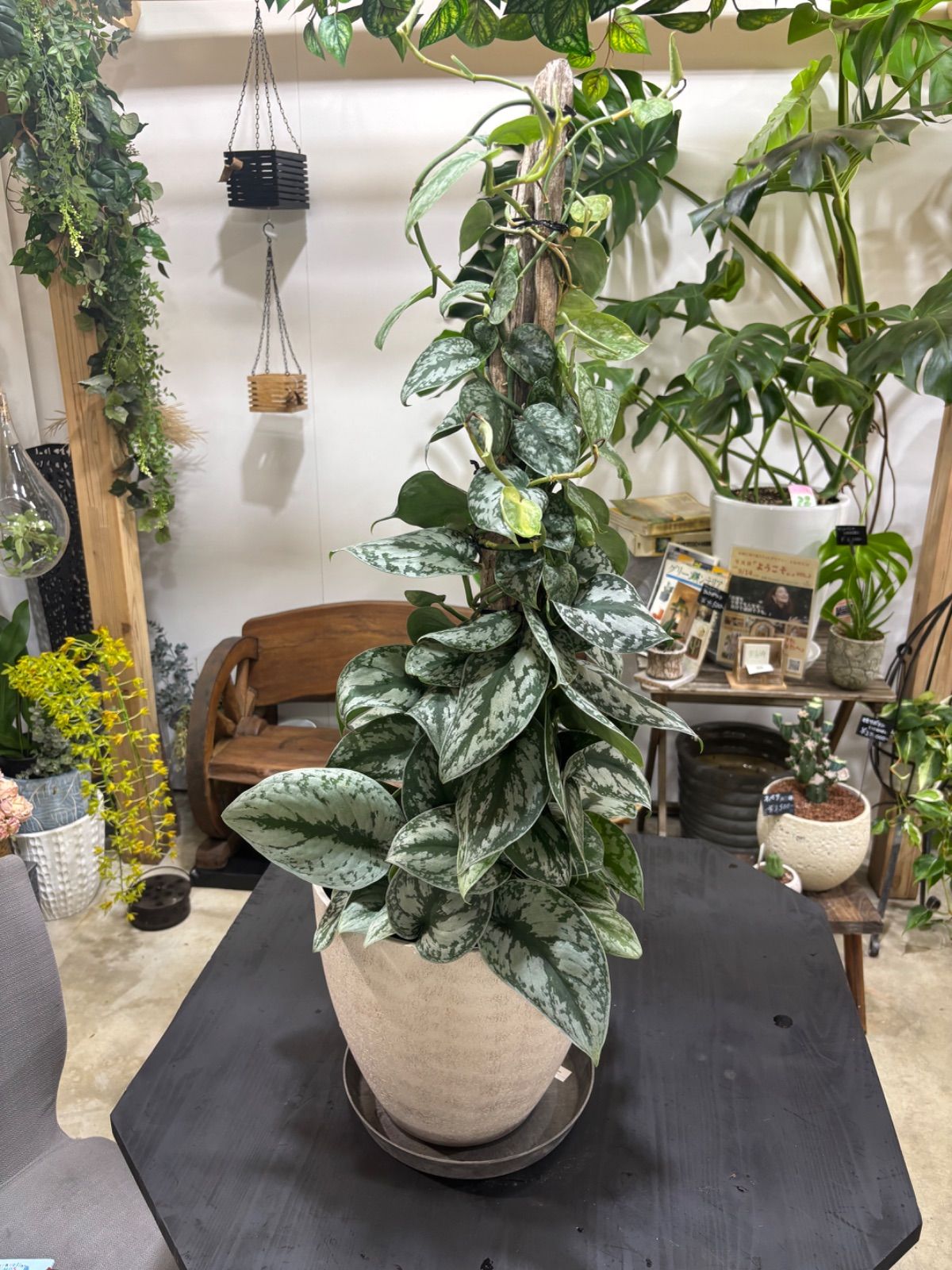 【435】リメイク鉢☆デコパージュ鉢三河焼素焼き植木鉢4.5号鉢　底穴大きめ 素焼き鉢 4号」の人気商品一覧 | 安い商品を通販サイトから探す - 【