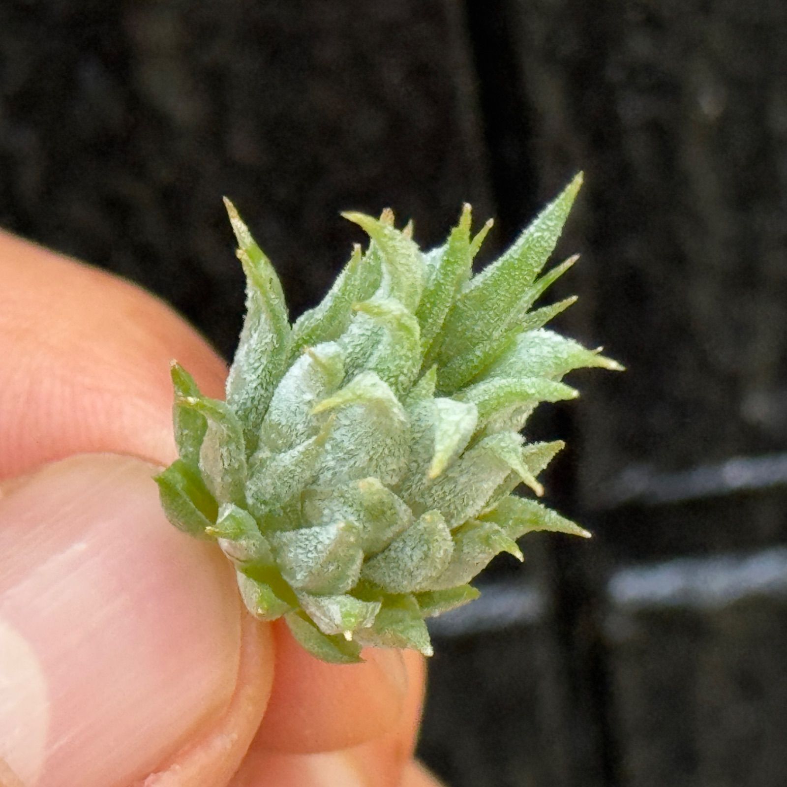 ブロメリア・エアープランツ Tillandsia ionantha 'Peanut'Rosita