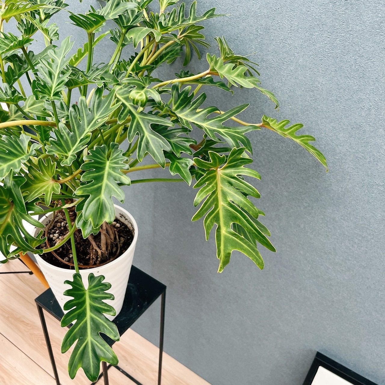 現品］24番 フィロデンドロン クッカバラ 幹上がり 7号 観葉植物 室内