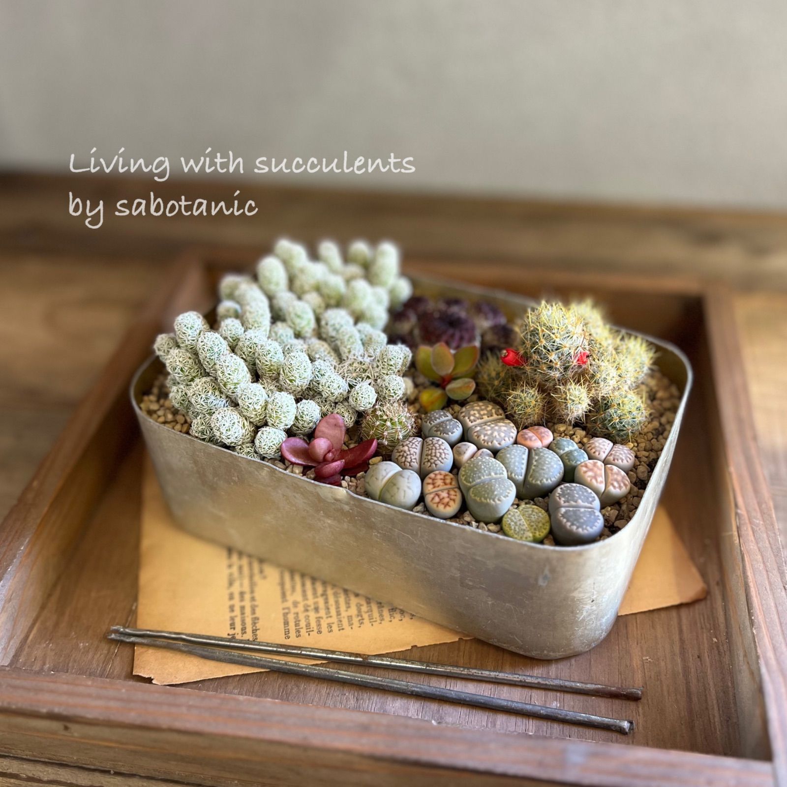 リトープス弁当 多肉植物の寄せ植え サボテン - メルカリ