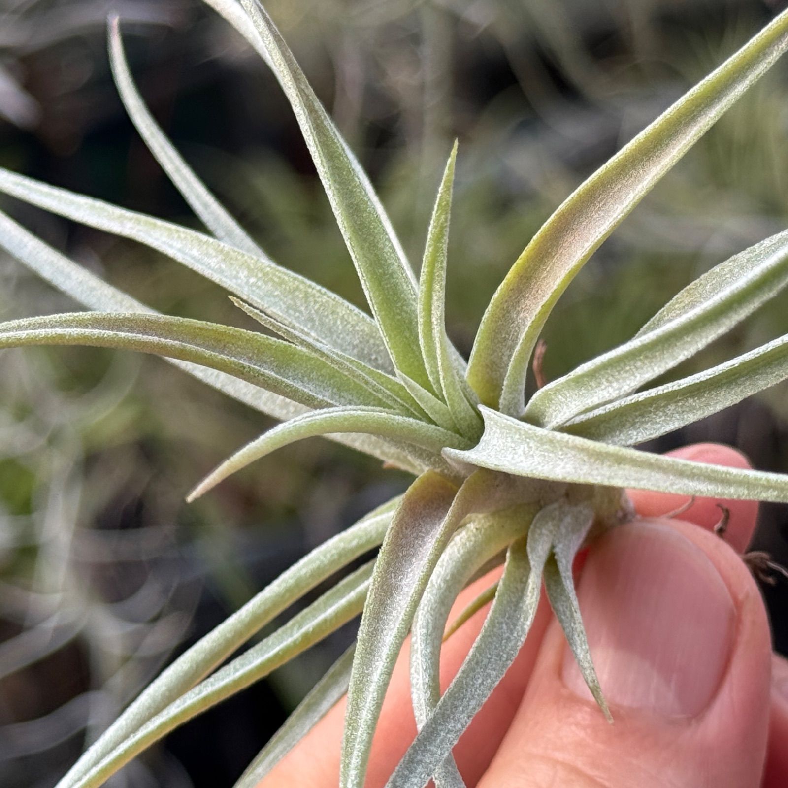 チランジア キセログラフィカ × ブラキカウロス チランジア・キセログラフィカ×ブラキカウロス Tillandsia