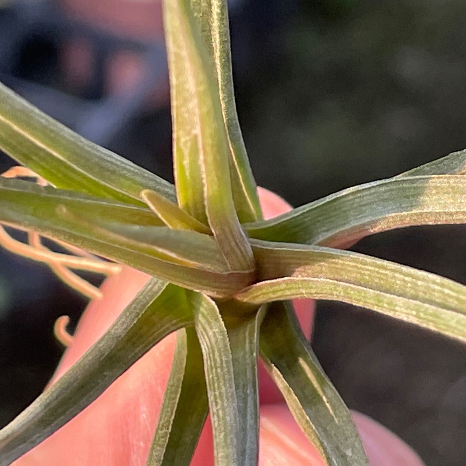 チランジア エリシー Tillandsia erici＊エアプランツ＠フラワー