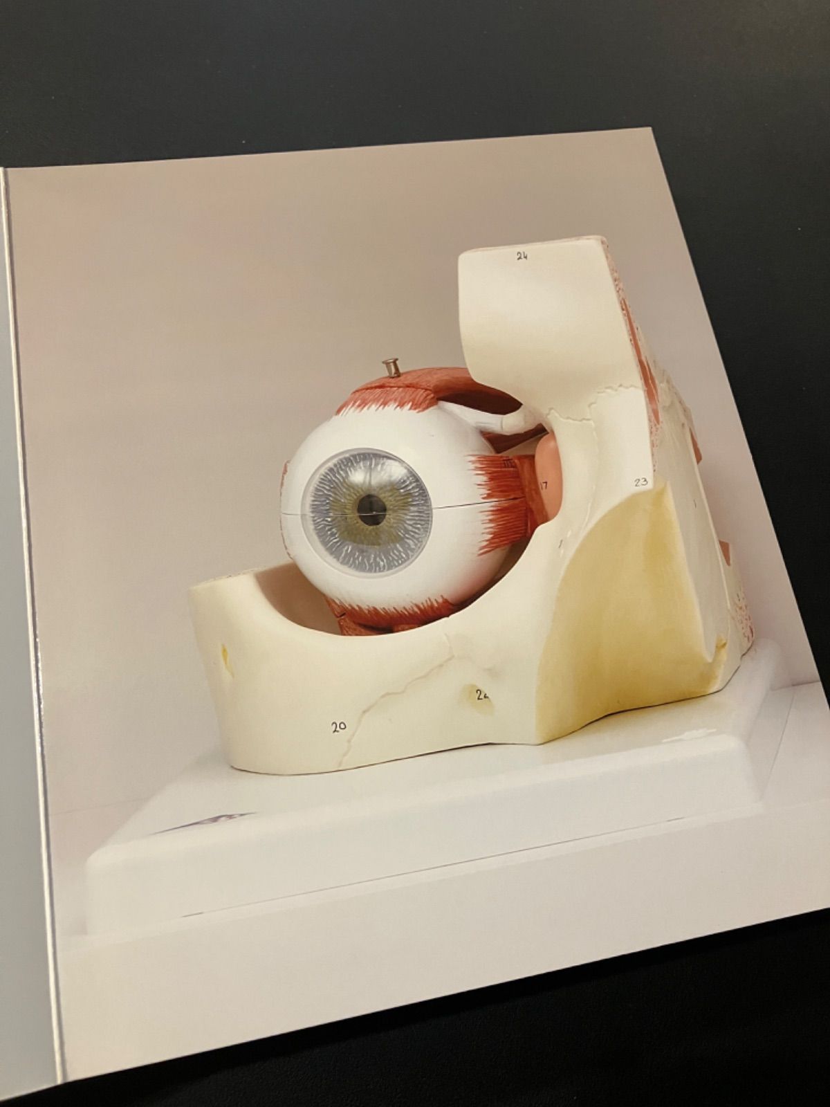 ダミアン・ハースト 図録 作品集 ABC Damien Hirst - メルカリ