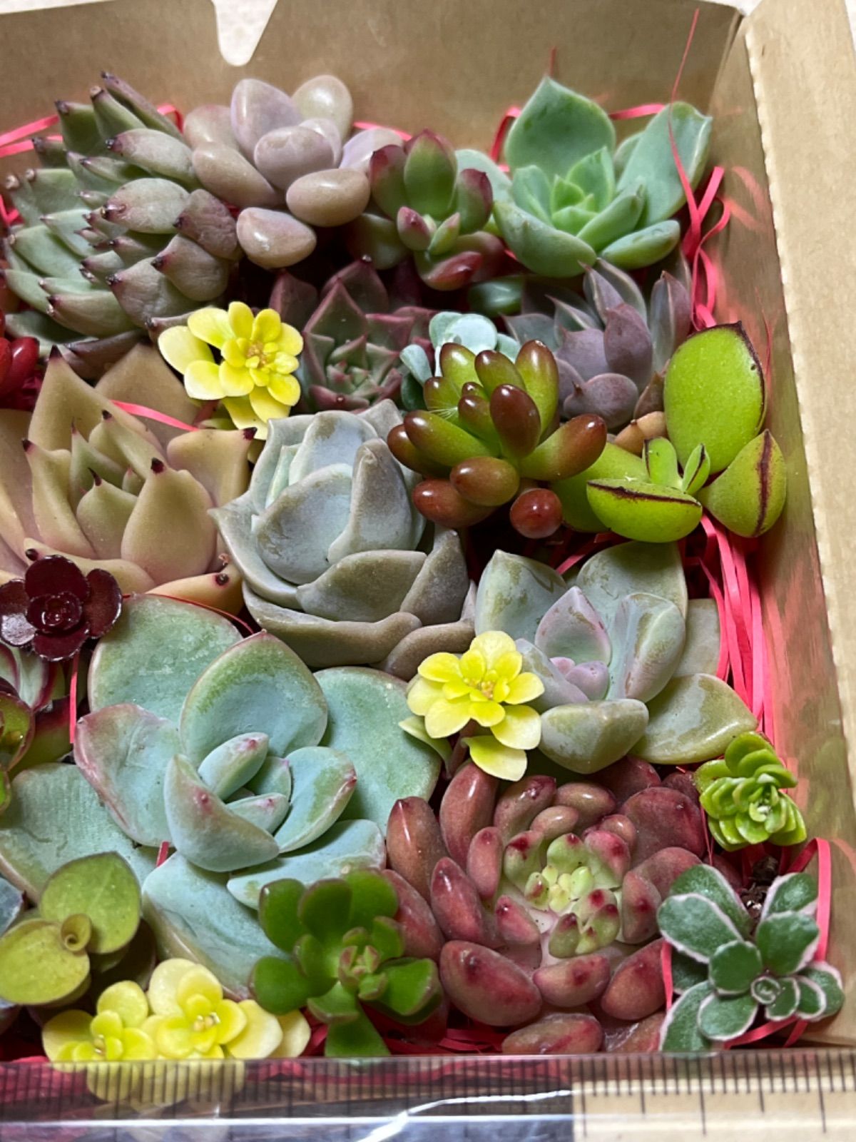 メルカリShops - 多肉植物 カット苗いろいろ詰め合わせ 21