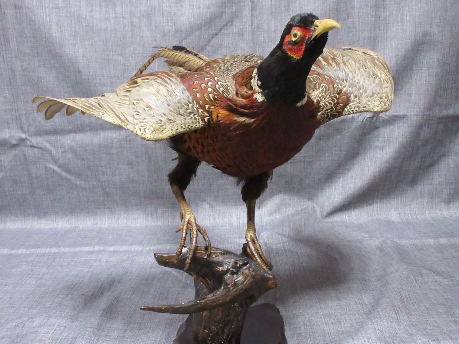 剥製】 はく製 ハクセイ 雉 キジ きじ アンティーク type-C - メルカリ