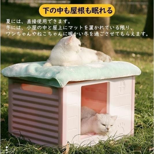 野良猫