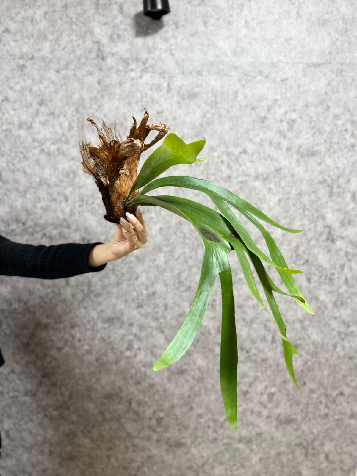 ▽P.willinckii Wild East Java▽ B89 ウィリンキー ワイルド